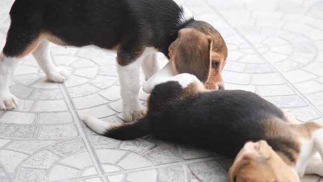 两只小猎犬在房子里调皮视频素材