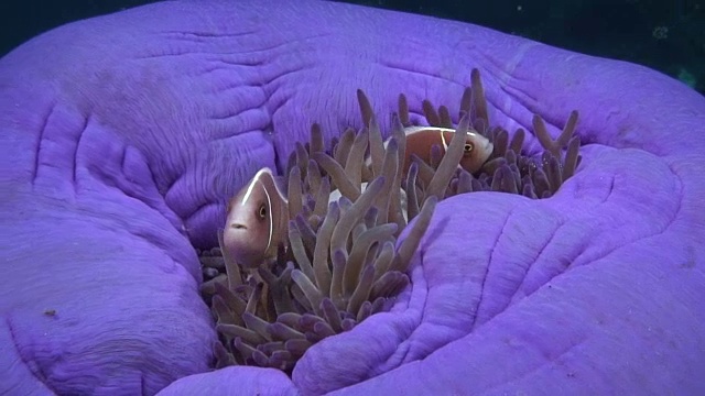 粉红Anemonefish视频素材