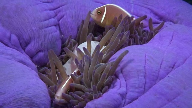 粉红Anemonefish视频素材