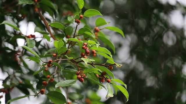 雨滴落在树叶上。视频素材