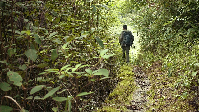 男人在树林里徒步旅行视频素材