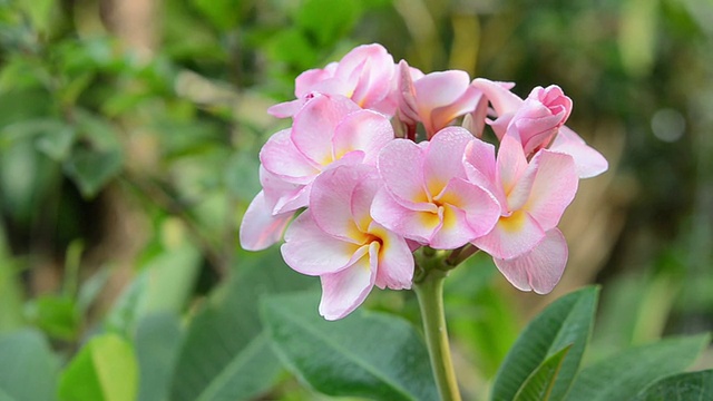 鸡蛋花视频素材