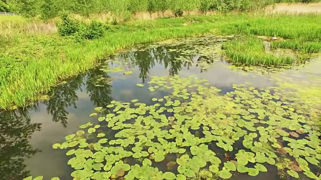 空中天鹅在池塘筑巢视频素材