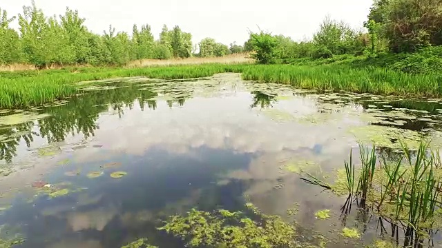 淡水湿地的气生植物视频素材