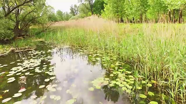 空中美丽的淡水湿地视频素材