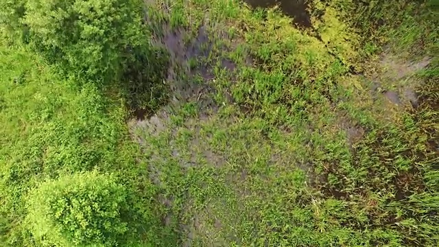 用无人机在沼泽地上空飞行视频素材