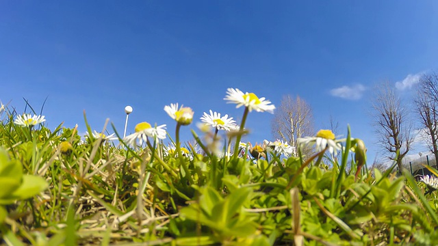 高清延时:雏菊对Cloudscape视频素材