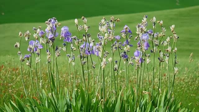 托斯卡纳，丁香/薰衣草鸢尾植物和花在一系列绿色山丘的背景视频素材