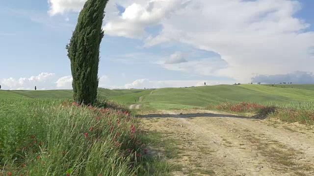 托斯卡纳，一条上下起伏的土路，上面有几座小山和一棵柏树。视频素材