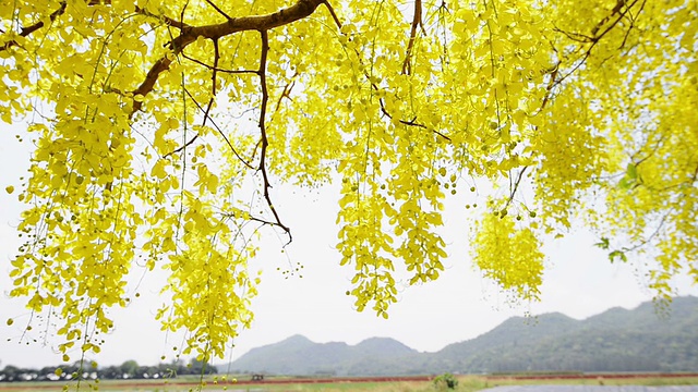 黄金雨树视频素材