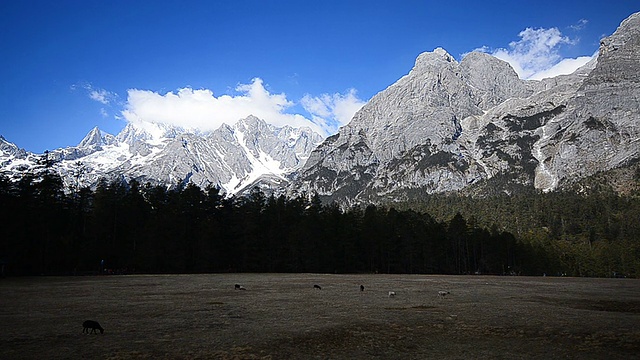 雪山景观和松树林视频素材