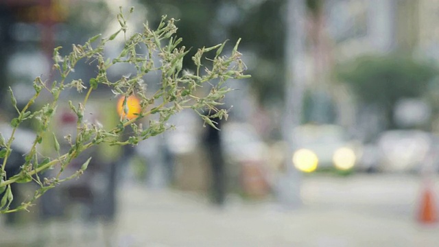 城市植物视频素材