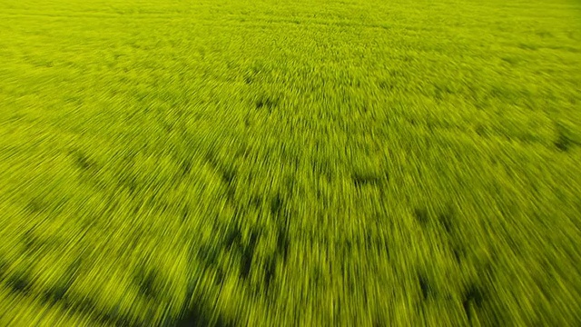 CU AERIAL LA Green field to over mustard field /爱达荷州视频素材