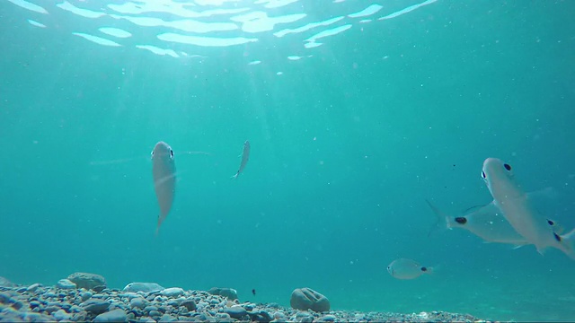 鱼儿在平静的海面上游动，在浅滩里视频素材