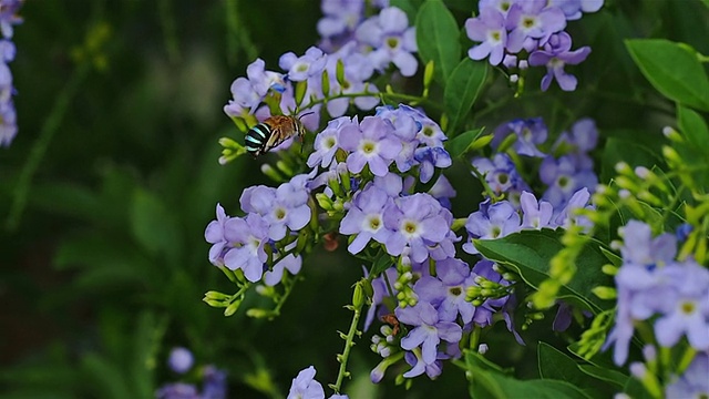 蜜蜂喝花蜜视频素材