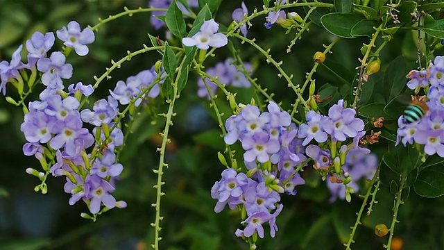 蜜蜂和花视频素材