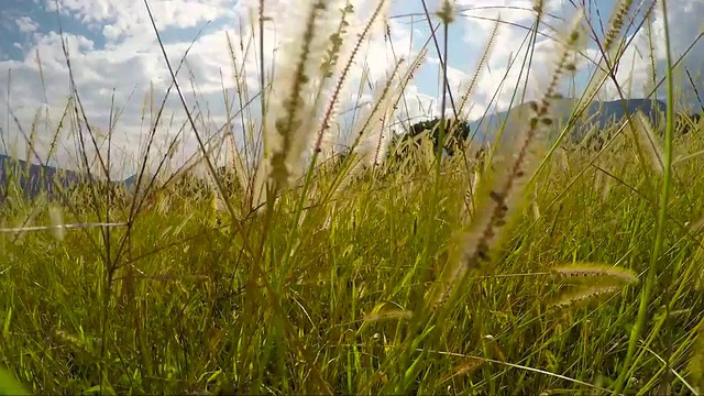 干草在一个阳光明媚的日子视频素材