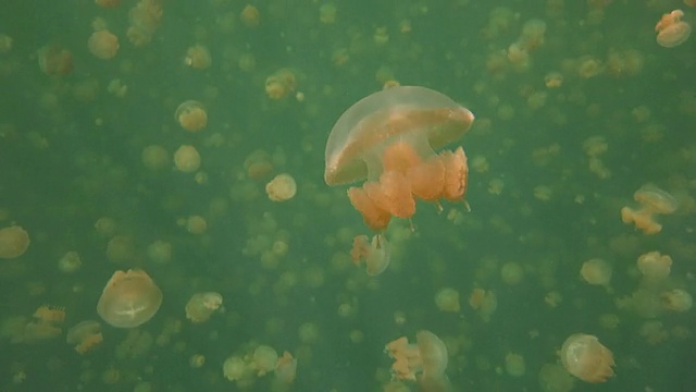 帕劳的金色水母视频素材