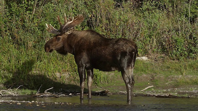 一只公驼鹿(Alces Alces)站在蛇河的岸边摇晃着身体视频素材