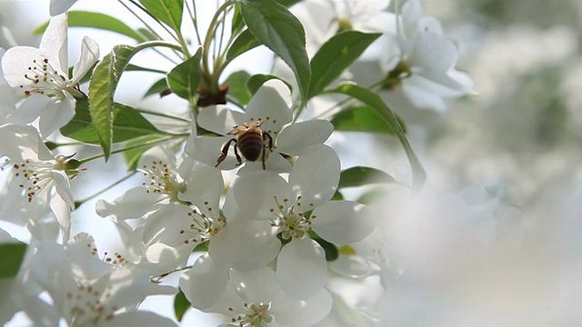 蜜蜂光野视频素材