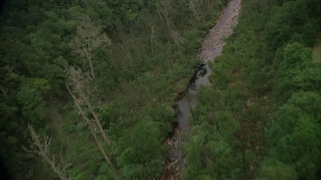 航拍越过一条河流穿过郁郁葱葱的绿色森林和风景，并通过一座桥视频素材