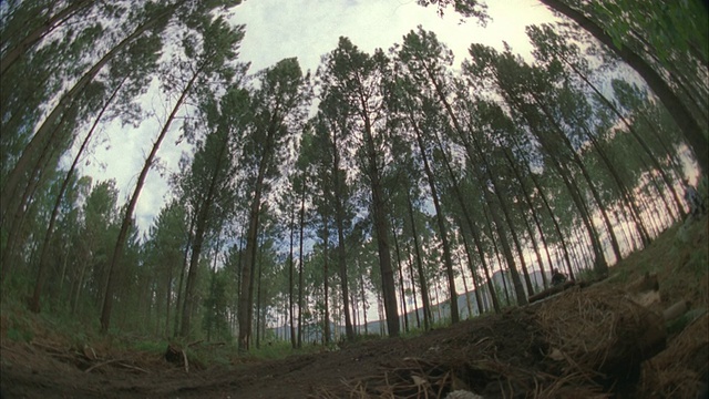 鱼眼镜头两个山地自行车跳跃到森林的空中视频素材