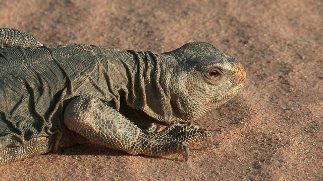 以色列内盖夫沙漠埃拉特沙漠上的棘尾蜥蜴(Uromastyx dispar)视频素材