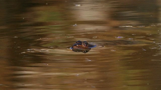 在以色列戈兰高地上漂浮的Levant绿蛙(pelophylax bedriagae)视频素材