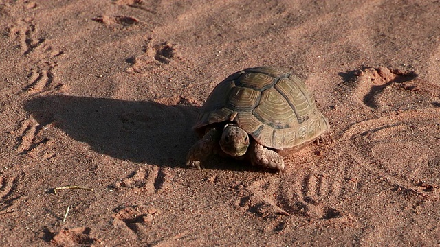 埃及龟(Testudo kleinmanni)行走在沙漠沙地上，内盖夫沙漠，以色列视频素材