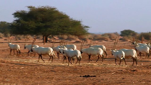 阿拉伯大羚羊(Oryx leucoryx) (xf300)在Yotvata自然保护区沙漠/埃拉特，内盖夫沙漠，以色列视频素材