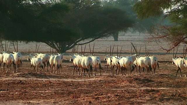 阿拉伯大羚羊(Oryx leucoryx) (xf300)在Yotvata自然保护区沙漠/埃拉特，内盖夫沙漠，以色列视频素材