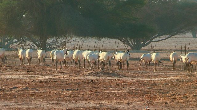 阿拉伯大羚羊(Oryx leucoryx) (xf 300)在Yotvata自然保护区沙漠/埃拉特，内盖夫沙漠，以色列视频素材