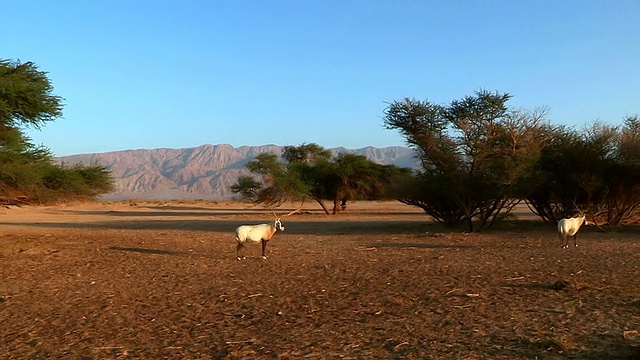 阿拉伯羚羊(Oryx leucoryx) (xf300)放牧在Yotvata自然保护区/埃拉特沙漠，内盖夫沙漠，以色列视频素材