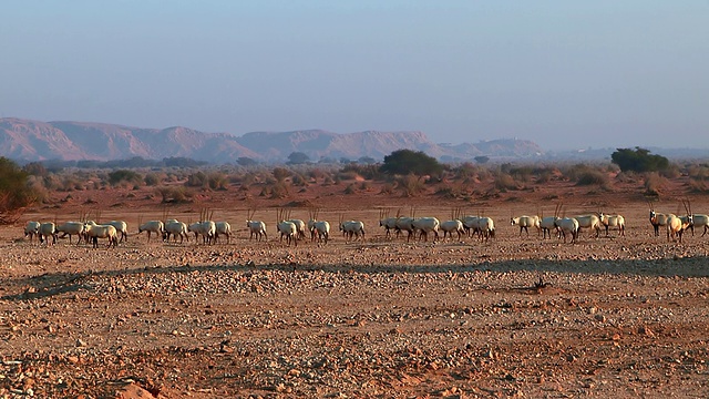 阿拉伯大羚羊(Oryx leucoryx) (xf300)在Yotvata自然保护区沙漠/埃拉特，内盖夫沙漠，以色列视频素材