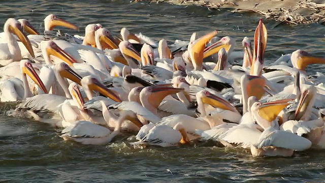 白鹈鹕(Pelican onocrotalus)成群结队地在鱼塘中，为迁徙的鹈鹕/ Hdera项目，地中海，以色列视频素材