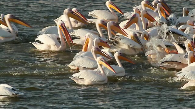 白鹈鹕(Pelican onocrotalus)成群结队地在鱼塘中，为迁徙的鹈鹕/ Hdera项目，地中海，以色列视频素材