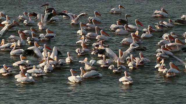 白鹈鹕(Pelican onocrotalus)成群地聚集在鱼塘中，为迁徙的鹈鹕提供fidding项目，地中海，以色列视频素材