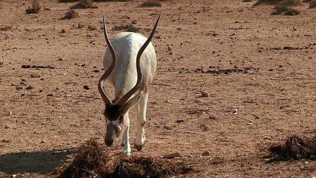 以色列内盖夫沙漠yatvata自然保护区的Addax (Addax nasomaculatus) (XF300)行走在沙漠中视频素材