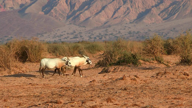 阿拉伯羚羊(Oryx leucoryx) (xf300)放牧在Yotvata自然保护区/埃拉特，内盖夫沙漠，以色列视频素材