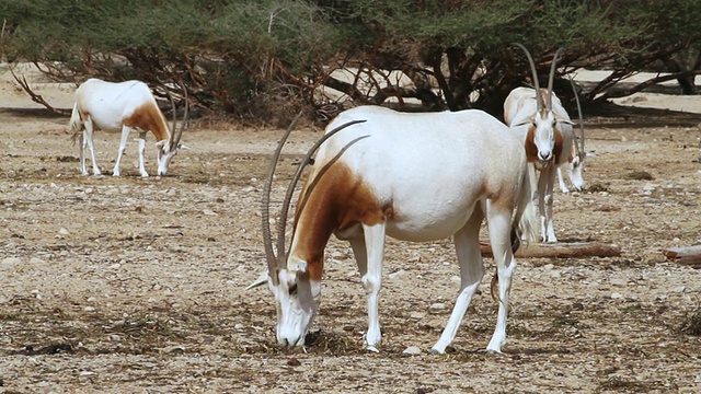 阿拉伯大羚羊(Oryx leucoryx) (xf 300)在Yotvata自然保护区沙漠/埃拉特，内盖夫沙漠，以色列视频素材