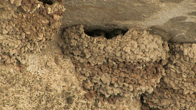 CU House Martin (Delichon urbicum)在塞浦路斯的巢/ Panaya喂养小鸡视频素材