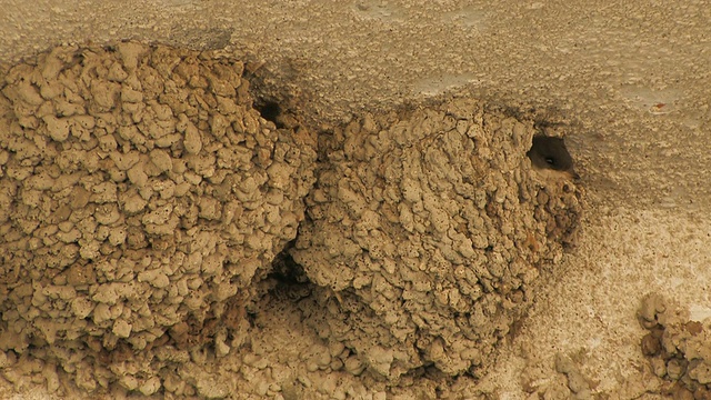 CU House Martin (Delichon urbicum)在塞浦路斯的巢/ Panaya喂养小鸡视频素材