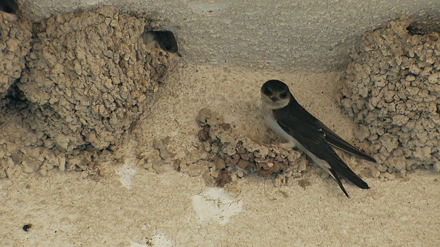 CU House Martin (Delichon urbicum)小鸡在巢/ Panaya，塞浦路斯视频素材