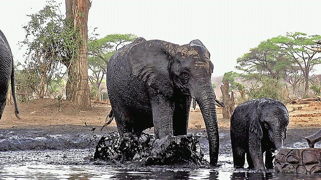 非洲象，loxodonta africana，群在丘比河/丘比野生动物保护区附近的饮水池喷洒水和泥，博茨瓦纳，南非视频素材