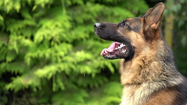 CU SLO MO德国牧羊犬，雄性雅平/诺曼底，法国，欧洲视频素材