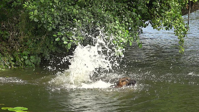 德国牧羊犬跳入欧洲法国诺曼底河视频素材