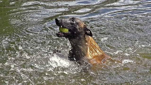 MS SLO MO TS Malinois或比利时牧羊犬，女性与球在河/诺曼底，法国，欧洲视频素材