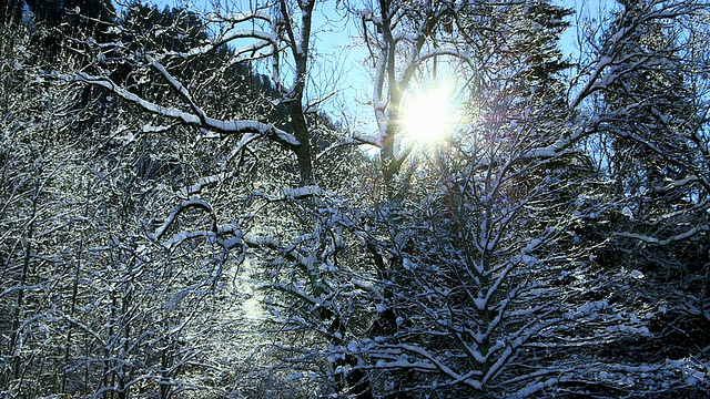 MS在冬天的树上拍摄的雪/施旺高，巴伐利亚，德国视频素材