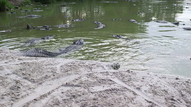 鳄鱼进入水视频素材