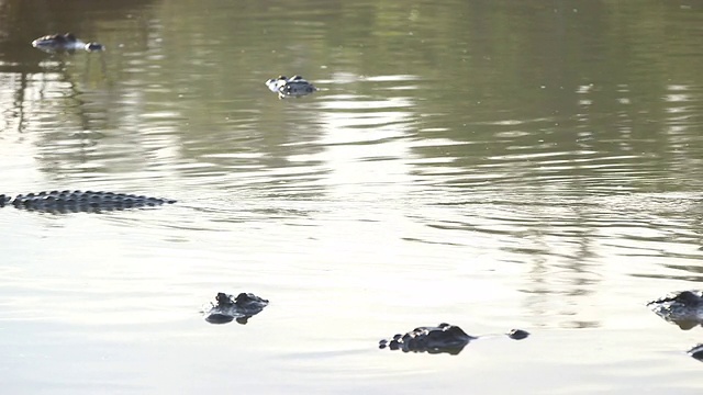 水上短吻鳄从R到L视频素材